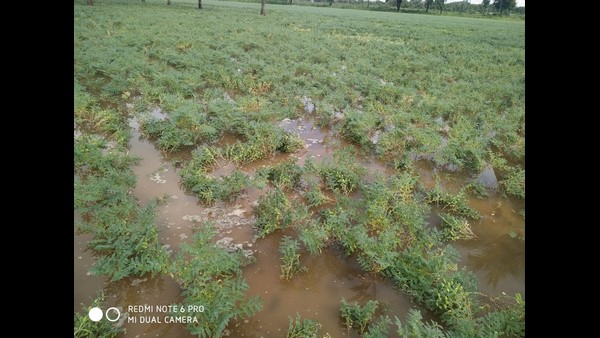 The Complete Destruction Of The Chickpea Crop By The Untimly Rain In Chitradurga 