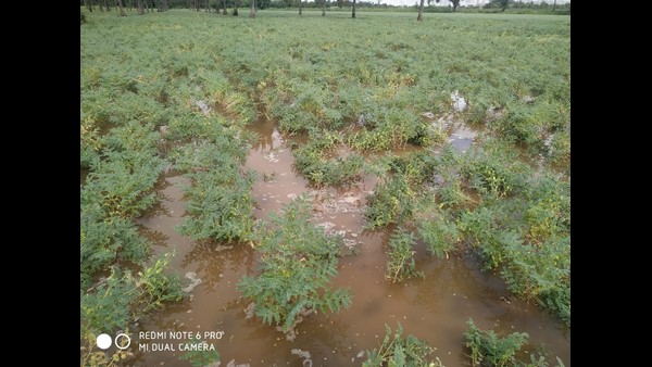 The Complete Destruction Of The Chickpea Crop By The Untimly Rain In Chitradurga 