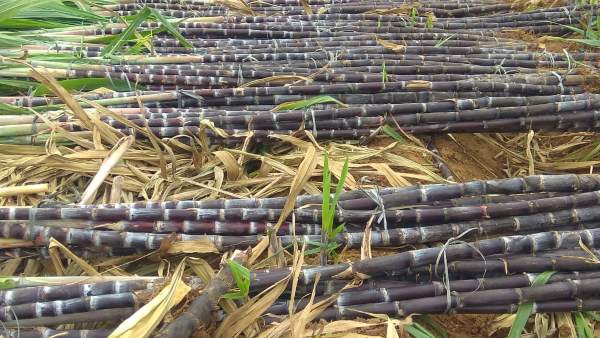 100 ಎಕರೆಗೂ ಅಧಿಕ ಜಾಗದಲ್ಲಿ ಬೇಸಾಯ