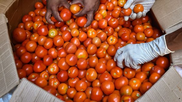 ಟೊಮೆಟೋ ಮಾರುಕಟ್ಟೆ