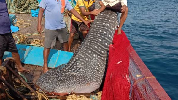 Whale Shark Found In Tadadi Port Gokarna 