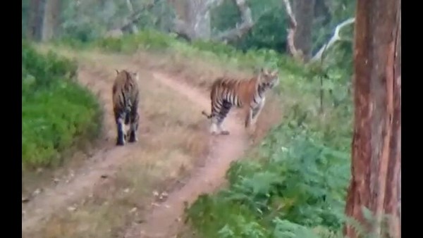 ಮೂರು ಹುಲಿಗಳ ಅಪರೂಪದ ದರ್ಶನ