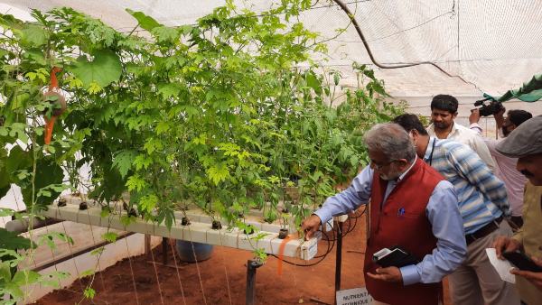 ಉದ್ಯಮವಾಗಿ ತೋಟಗಾರಿಕೆ 