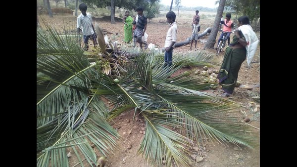 Chitradurga: Premature Rain In Chitradurga District With Thunderstorms