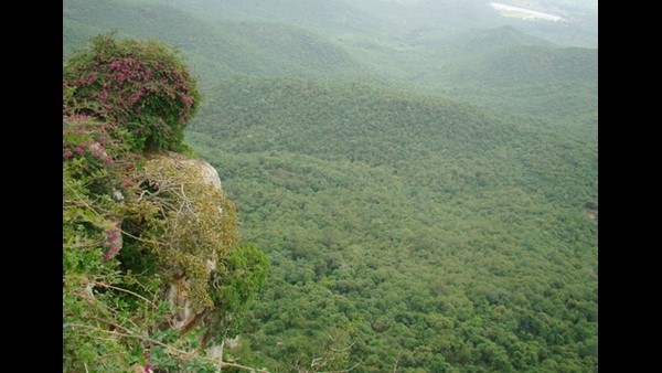 ಬಿಳಿಗಿರಿರಂಗನ ಬೆಟ್ಟವನ್ನು ಹುಲಿ ಸಂರಕ್ಷಿತ ಪ್ರದೇಶ