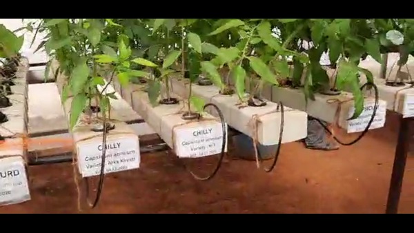 ಸಮಗ್ರ ತೋಟಗಾರಿಕೆ ಬೆಳೆ ಪದ್ದತಿ