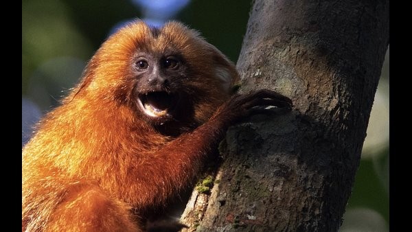 ಕಾಡುಗಳ್ಳರಿಗೆ ಸ್ವರ್ಗ..! 