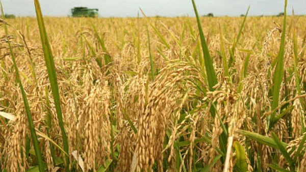 ಭತ್ತದ ಬೆಳೆಗೆ ಪಾವತಿಸಿದ ಮೊತ್ತ ರೂ 63,928 ಕೋಟಿ 