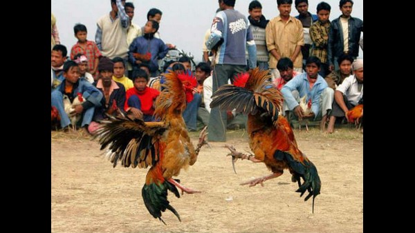 Telangana Police Put Roosters In Prison As Betting Case Evidence Telangana Police Put Roosters In Prison As Betting Case Evidence