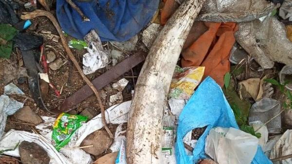 Elephant Ivory Found In Hanur Tammaderi Hadi Elephant Ivory Found In Hanur Tammaderi Hadi