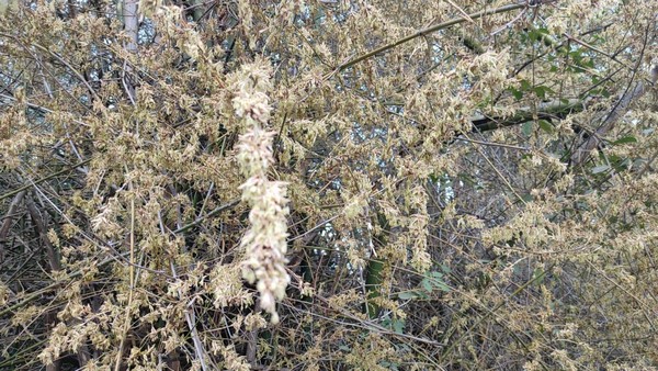 The Forest Elephants Facing Fodder Problem: Anxiety Has Started In Chamarajanagar 
