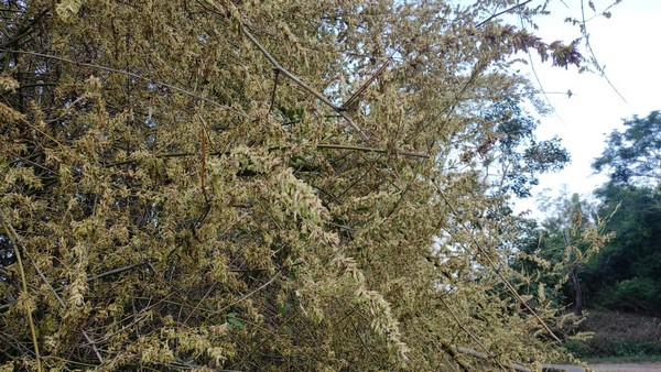 The Forest Elephants Facing Fodder Problem: Anxiety Has Started In Chamarajanagar 