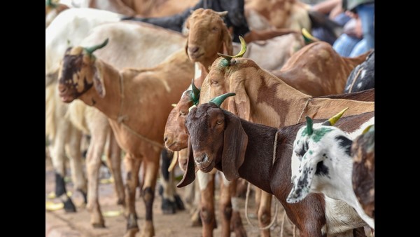  ಮಹಾರಾಷ್ಟ್ರ ರೈತನ ವಿನೂತನ ಪ್ರಯತ್ನ