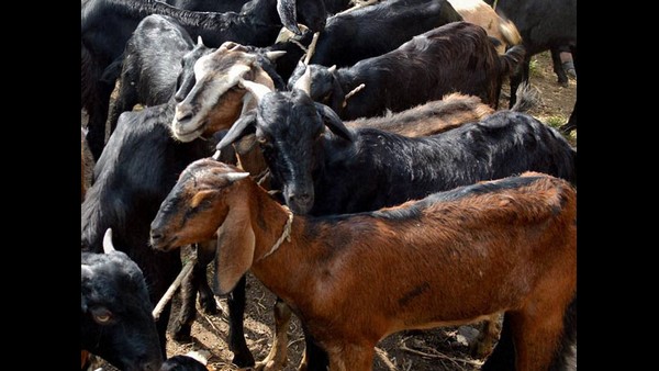  ಈ ಬ್ಯಾಂಕ್ ಆರಂಭಿಸಲು ಪ್ರೇರಣೆ ಏನು?