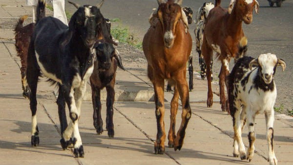  ನಲವತ್ತು ಲಕ್ಷ ರೂಪಾಯಿಗೆ ಮೇಕೆಗಳ ಖರೀದಿ