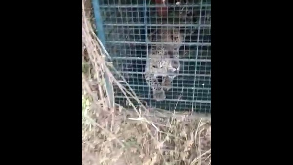 Leopard which created panic in Bengaluru Apartment trapped finally
