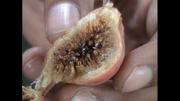 ರಸಭರಿತ ಸಿಪ್ಪೆಯನ್ನು ತಿನ್ನುತ್ತಾರೆ