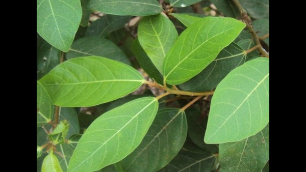 ಅಂಜೂರದಂತಿದ್ದರೂ ಅಂಜೂರವಲ್ಲ ಈ ಅತ್ತಿ