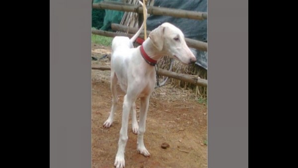 ಬೆಲೆಕಟ್ಟಲಾಗದ ಸೇವೆ