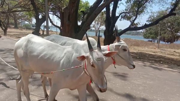 ಪಾಂಡವರು ಸೋಮಗಿರಿಗೆ ಬಂದಿದ್ದರಂತೆ