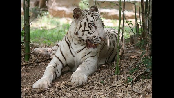 ಮೂಳೆಗಳನ್ನು ತಿನ್ನದೆ ಉಳಿಸುತ್ತಿದ್ದವು