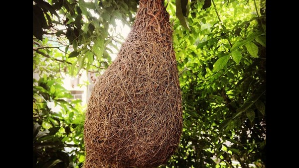 ಪುಟ್ಟ ಹಕ್ಕಿಯಿಂದ ದೊಡ್ಡಗೂಡು