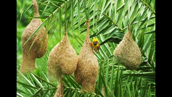 ಕತ್ತಲೆ ಓಡಿಸಲು ಮಿಂಚುಹುಳ ಬಳಕೆ