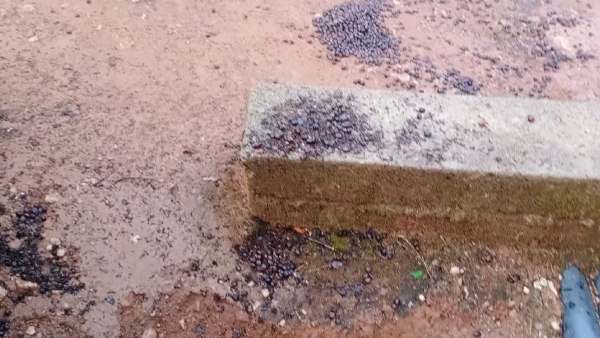 ಚಿಕ್ಕಮಗಳೂರಿನಲ್ಲಿ ಮಳೆ