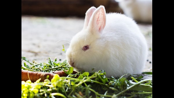 ವಾಲ್ ಸ್ಟ್ರೀಟ್ ಜರ್ನಲ್ ವರದಿಯಲ್ಲೇನಿದೆ? 