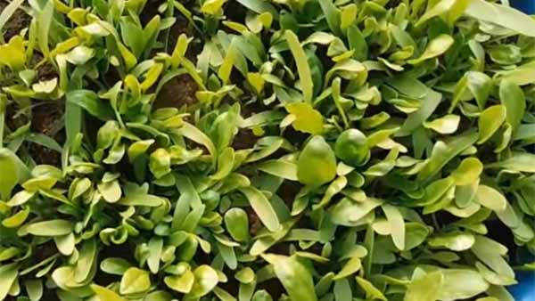 ಬರಗಾಲ ಬರುವುದು ಕೂಡ ಗೊತ್ತಾಗುತ್ತದೆ