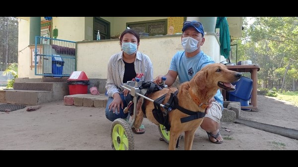 ಟಾಮಿ ಎಂಬ ನಾಯಿಯ ಮೇಲೆ ವಾಹನ ಹತ್ತಿದ ಪರಿಣಾಮ ಟಾಮಿ ಎಂಬ ನಾಯಿಯ ಮೇಲೆ ವಾಹನ ಹತ್ತಿದ ಪರಿಣಾಮ