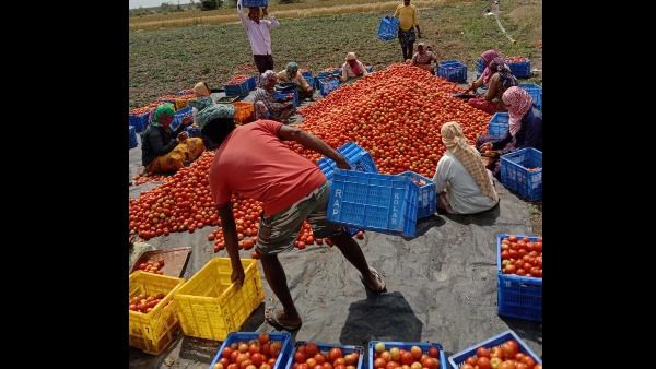 Tomato Price Collapse: Chitradurga Farmer Poured Tomatoes Into The Ground