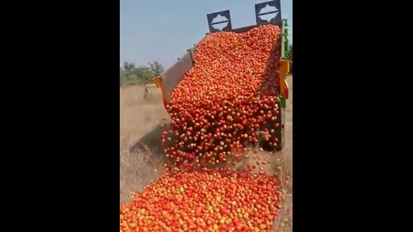 Tomato Price Collapse: Chitradurga Farmer Poured Tomatoes Into The Ground