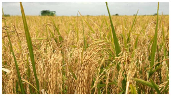 ಗೂ.ರು.ಚನ್ನಬಸಪ್ಪ 