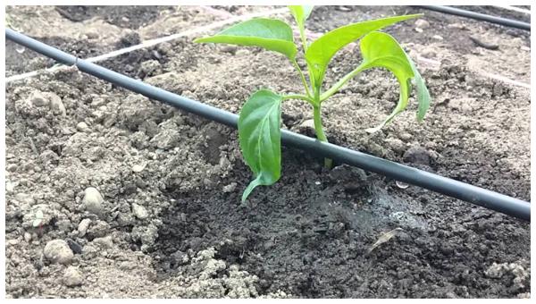 ಹನಿ ನೀರಾವರಿ ಯೋಜನೆಗೆ ಆದ್ಯತೆ ಹನಿ ನೀರಾವರಿ ಯೋಜನೆಗೆ ಆದ್ಯತೆ