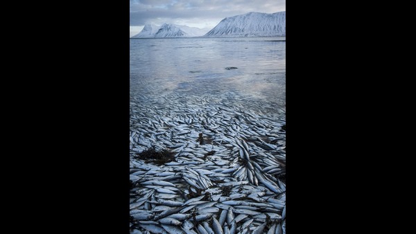 ಭೂಕಂಪನದ ‘ಹಾಟ್‌ ಸ್ಪಾಟ್’ ಐಸ್ಲ್ಯಾಂಡ್‌..! 