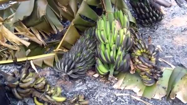 Fires Destroy Banana Crop On 5 Acres In Kolar District Fires Destroy Banana Crop On 5 Acres In Kolar District