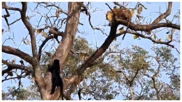 ಕಾದಾಟದಲ್ಲಿ ಏನಾಯ್ತು?