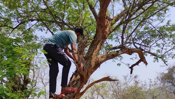 ನೀರು ತುಂಬಿ ಮರದ ಕೊಂಬೆಗಳಿಗೆ ಕಟ್ಟುವುದು