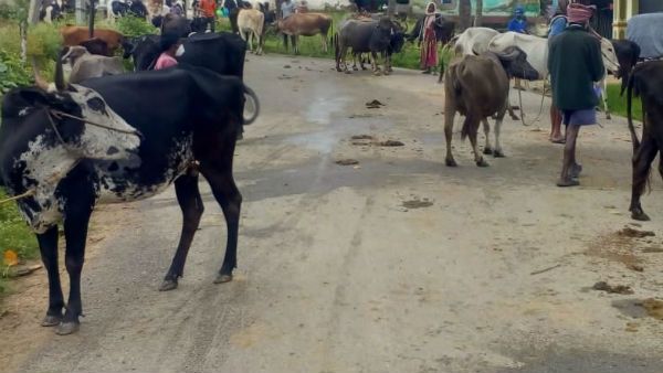 ಅರಣ್ಯ, ಪಶುಸಂಗೋಪನಾ ಇಲಾಖೆ