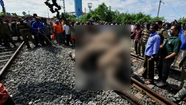 ಸಿಕ್ಕಿಕೊಂಡ ಮರಿಯಾನೆ