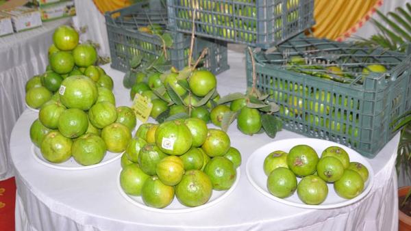 Guava Fruit Processing Cluster To Come Up In Koppal 