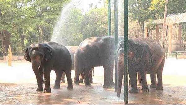 Mysuru: Shower Bath For Animals In Mysore Zoo To Beat Summer Heat Mysuru: Shower Bath For Animals In Mysore Zoo To Beat Summer Heat