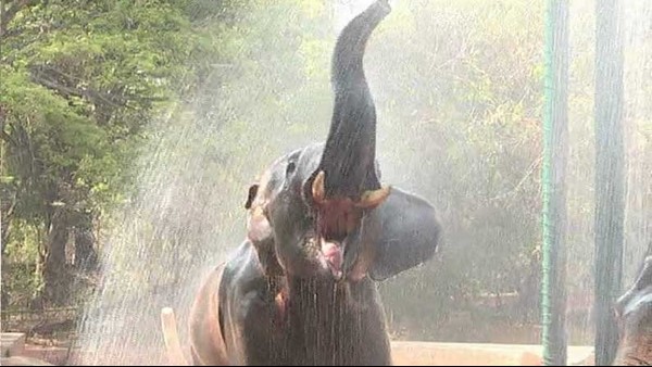 Mysuru: Shower Bath For Animals In Mysore Zoo To Beat Summer Heat Mysuru: Shower Bath For Animals In Mysore Zoo To Beat Summer Heat