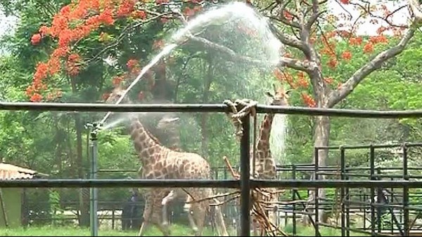 Mysuru: Shower Bath For Animals In Mysore Zoo To Beat Summer Heat Mysuru: Shower Bath For Animals In Mysore Zoo To Beat Summer Heat