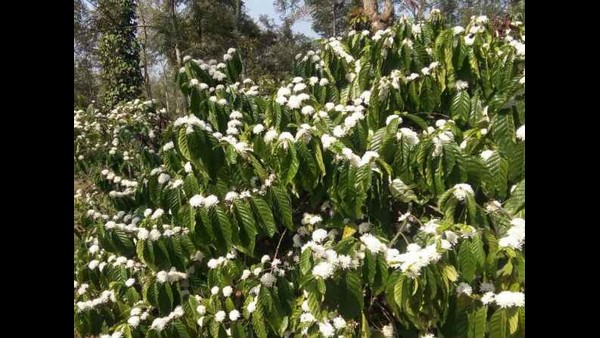  ಸಂಪೂರ್ಣ ಮನ್ನಾ ಮಾಡಬೇಕು