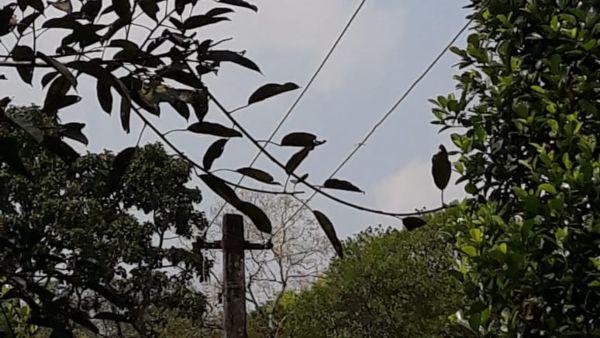 ತೋಟದಲ್ಲಿ ಜೋತು ಬಿದ್ದ ವಿದ್ಯುತ್ ತಂತಿಗಳು