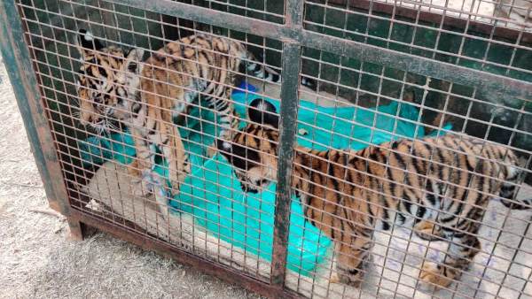  Tiger Cub Found Dead Forest Department Searching For Mother