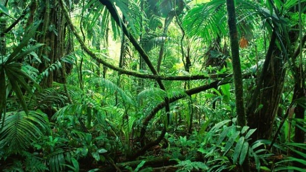 ಬೋಲ್ಸೊನಾರೋ ವಿರುದ್ಧ ಆಕ್ರೋಶ