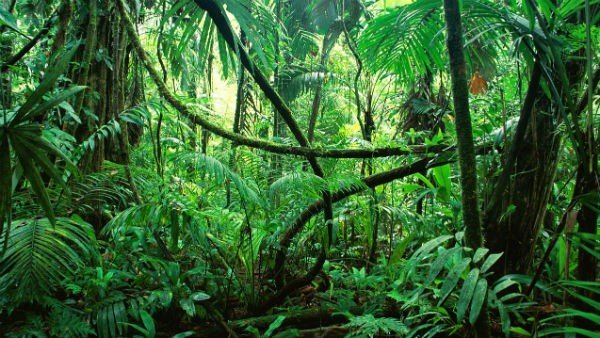 ನೂರಾರು ಕೋಟಿ ಎಕರೆ ಅರಣ್ಯ..! 